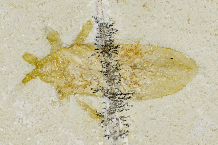 Jurassic Beetle (Coleoptera) - Solnhofen Limestone #113591